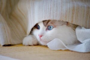 養育費の相談は家庭裁判所でどのように行うべきですか？